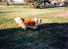 Wild Honey dog